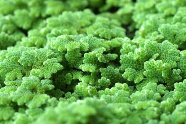 모기 고비, 물 고 사리.