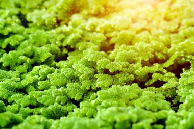 모기 고비, 물 고 사리.