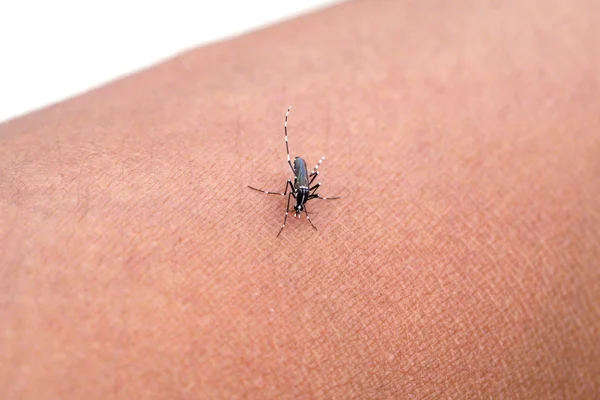 Primer plano de un mosquito chupando sangre —  Fotos de Stock