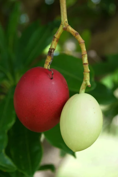 Cerbera oddloam frukt på träd — Stockfoto
