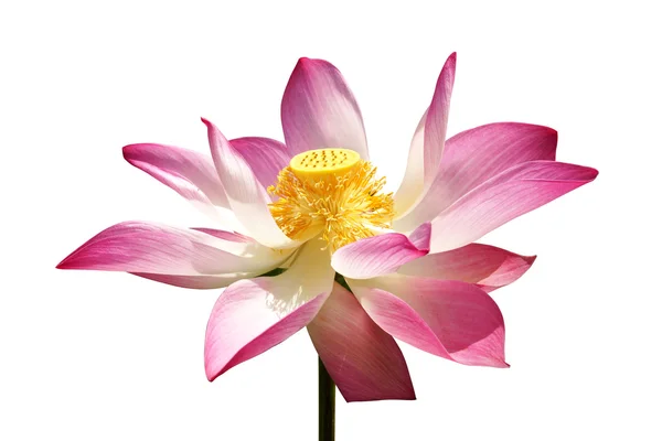 Pink lotus flower blooming in the garden. — Stock Photo, Image