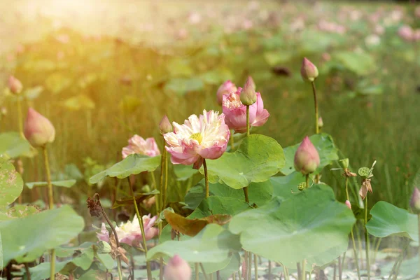 Pink lotus flower blooming in the garden. — Stock Photo, Image