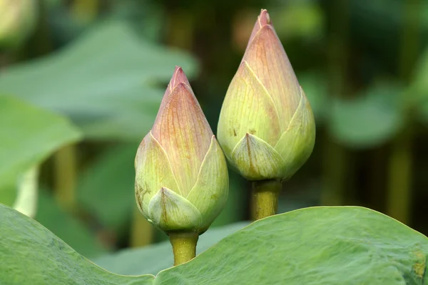 ピンクの蓮の花の庭に咲く. — ストック写真