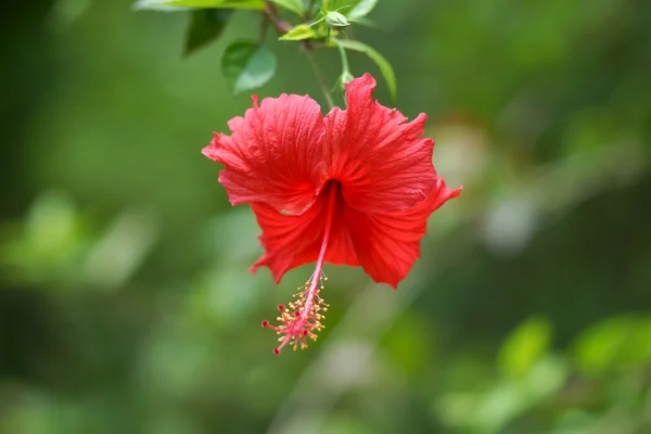 Red hibiscus. — Stock Photo, Image
