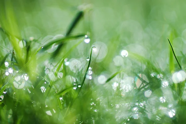 Orvalho da manhã fresco na grama da primavera, fundo verde natural — Fotografia de Stock