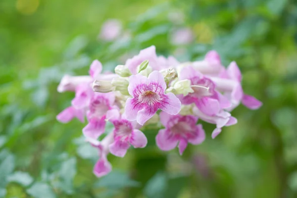 Růžový trubka révy květina. — Stock fotografie