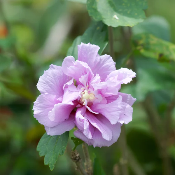 Ayakkabı çiçek, hibiscus sosa chinensis, Çin gül — Stok fotoğraf