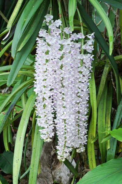 Bukett i vitt och rosa orkidéer. — Stockfoto