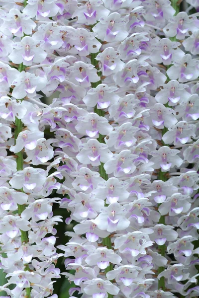 Buquê de orquídeas brancas e rosa . — Fotografia de Stock