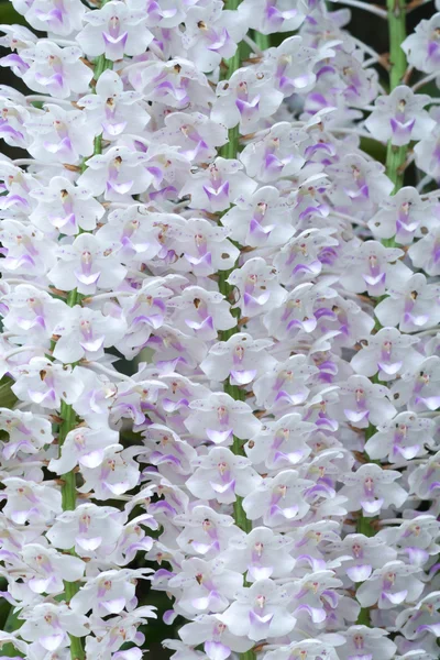 Beyaz ve pembe orkide buketi. — Stok fotoğraf