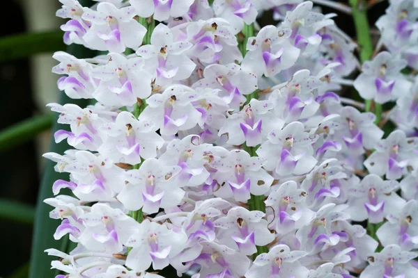 Bouquet of white and pink orchids. — Stock Photo, Image