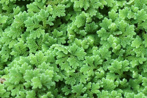 Mosquito fern, Water fern. — Stock Photo, Image