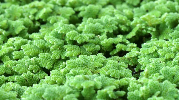 Mosquito fern, Water fern. — Stock Photo, Image