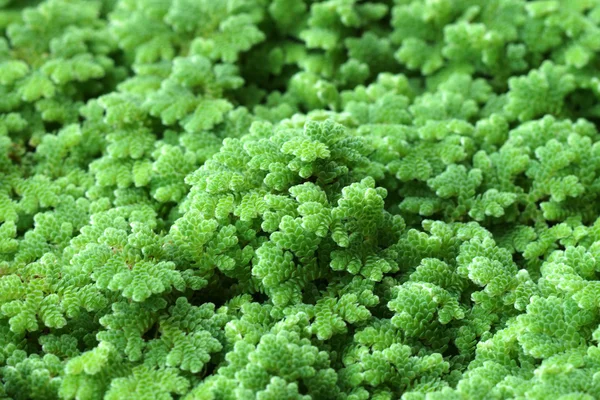 Mosquito fern, Water fern. — Stock Photo, Image