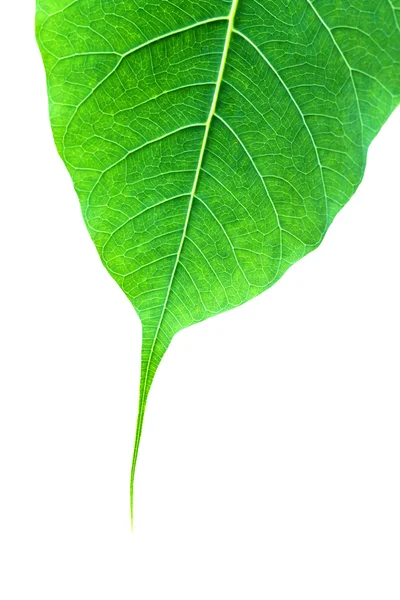 Бодхи лист макросов шаблон зеленый — стоковое фото