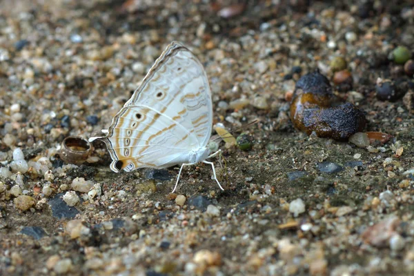 Schmetterlinge ernähren sich am Boden — Stockfoto