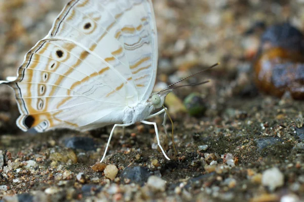 As borboletas estão se alimentando no chão — Fotografia de Stock