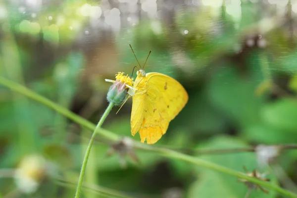 Farfalle si nutrono di erba — Foto Stock