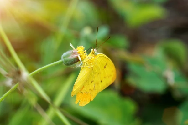 Kelebekler otla besleniyor — Stok fotoğraf