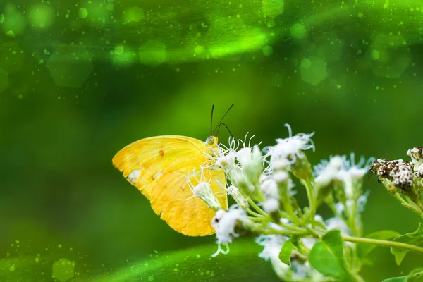 Butterflies are feeding on grass — Stock Photo, Image