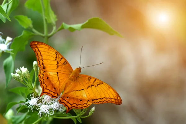 Schmetterlinge fressen Gras. — Stockfoto