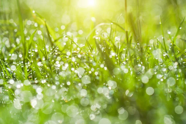 Rocío fresco de la mañana sobre hierba de primavera, fondo verde natural —  Fotos de Stock