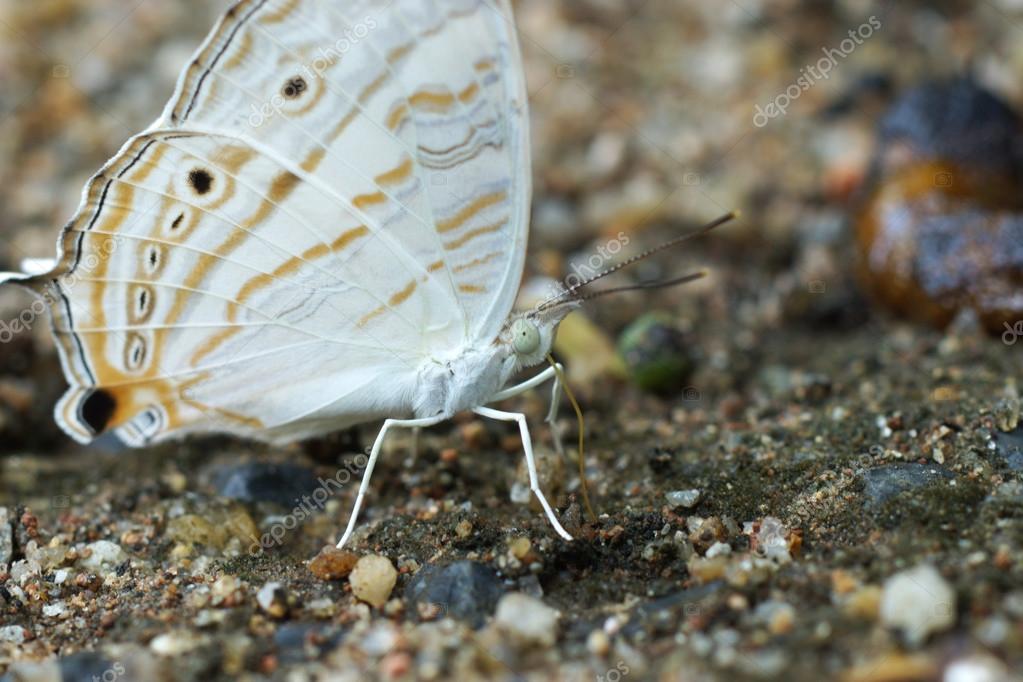 Butterflies are feeding on the ground — Stock Photo © Noppharat_th