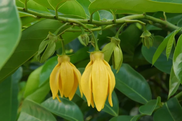 Closeup Ylang-Ylang Flower — Stock Photo, Image