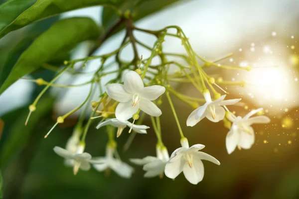 Macro shot of white flowers are fragrant. — Stock Photo, Image
