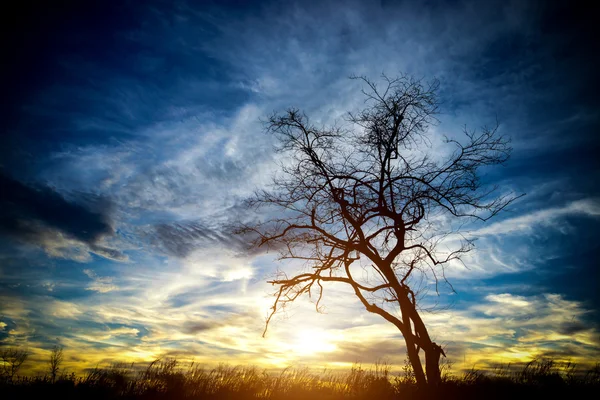 Coucher de soleil magique avec des silhouettes d'arbres morts au bord du lac . — Photo