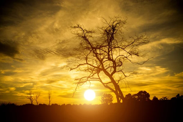 Magische zonsondergang met silhouetten van de dode boom aan het meer. — Stockfoto