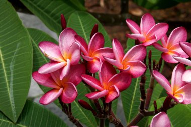 on ağacının çiçekleri kırmızı plumeria (frangipani).