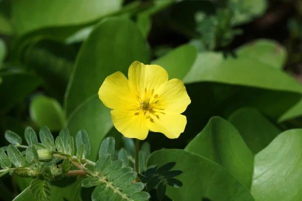 Жовті квіти. (Tribulus terrestris Лінн.) — стокове фото