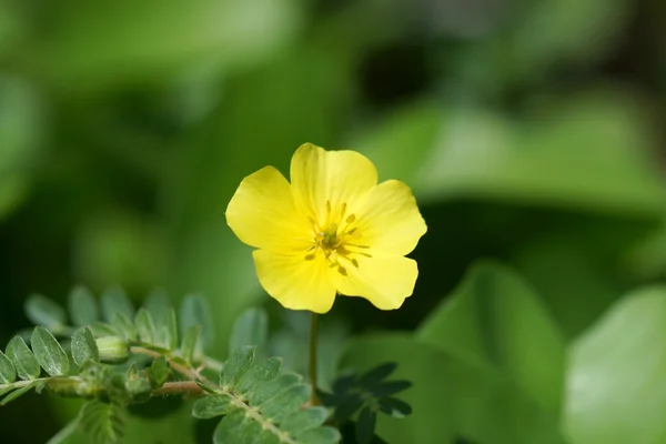 Żółte kwiaty. (Tribulus terrestris Linn.) — Zdjęcie stockowe