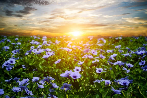 Purple flowers bloom in the morning. — Stock Photo, Image