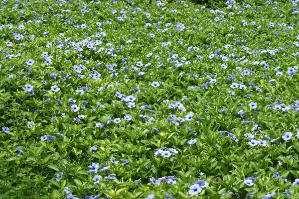 Lila Blumen blühen am Morgen. — Stockfoto