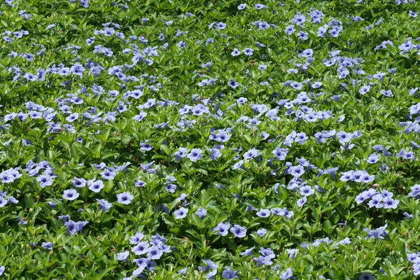 Lila Blumen blühen am Morgen. — Stockfoto