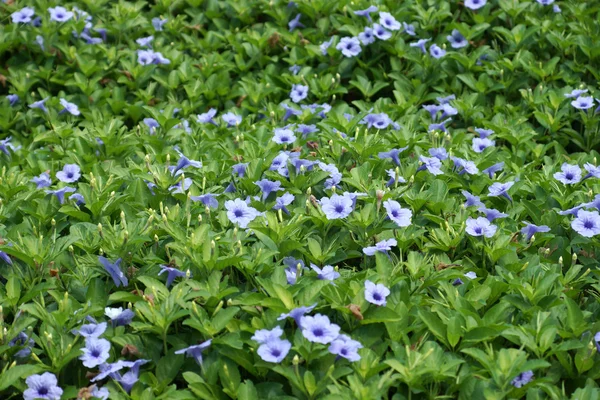 Lila Blumen blühen am Morgen. — Stockfoto