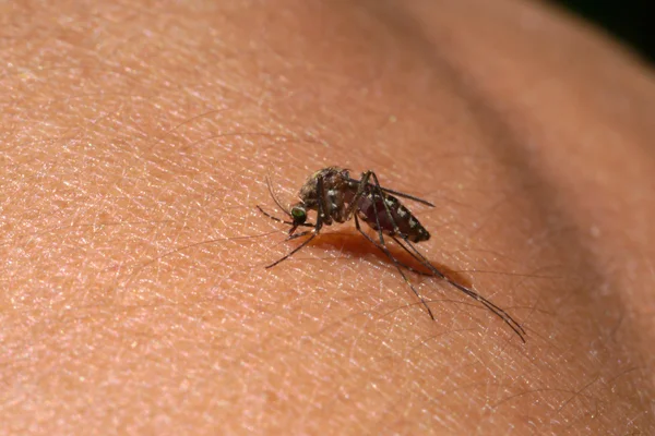 Primer plano de un mosquito chupando sangre — Foto de Stock