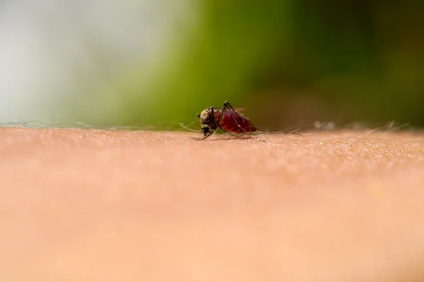Närbild av en mygga som suger blod — Stockfoto