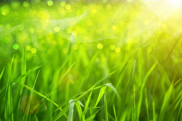 Hierba verde sobre fondo verde —  Fotos de Stock