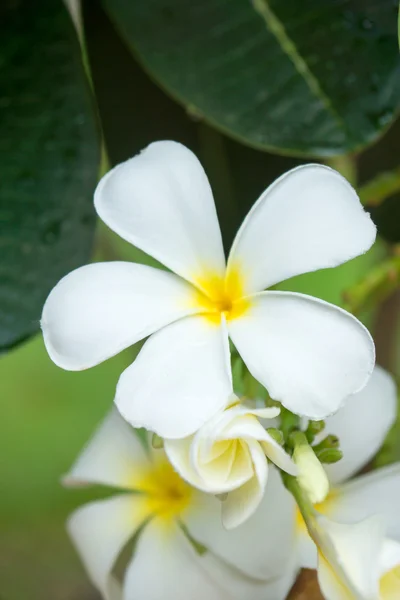 White flowers are fragrant relaxing. — Stock Photo, Image
