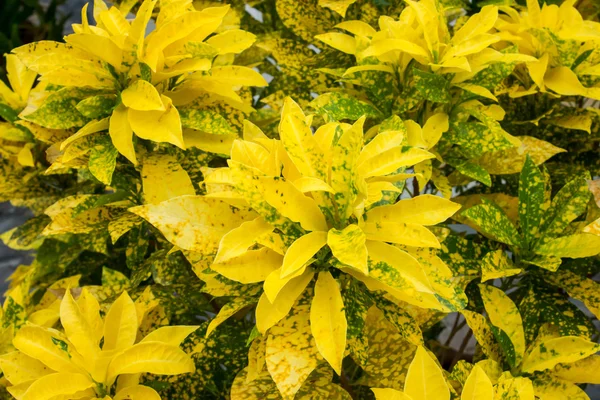 Gelber Schrittmacher im Garten. (codiaeum variegatum (l.)) — Stockfoto