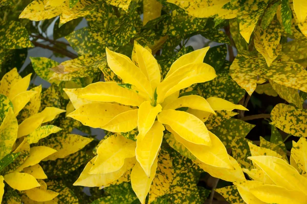Yellow Croton in the Garden. (Codiaeum variegatum (L.) Blume) — Stock Photo, Image