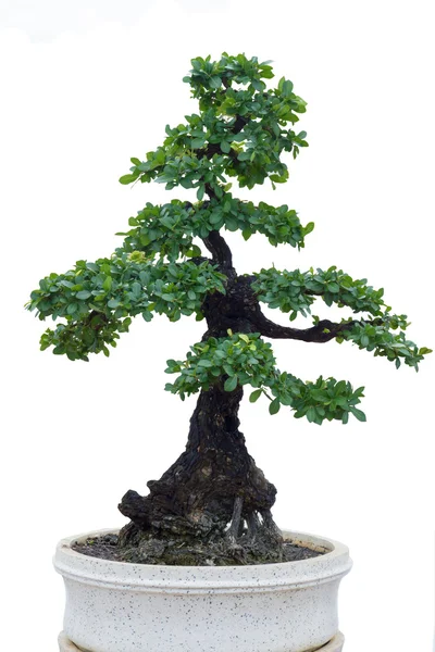 Bonsai árvore contra uma parede branca — Fotografia de Stock