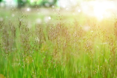 Altın sakallı çimen.