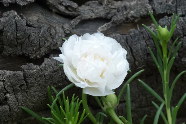 Portulaca fleur dans le jardin — Photo