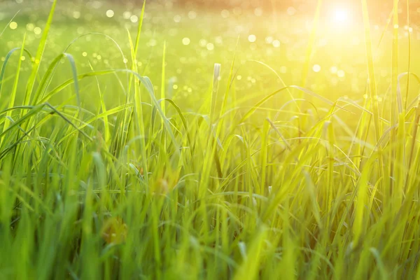 Зеленая трава и свет . — стоковое фото