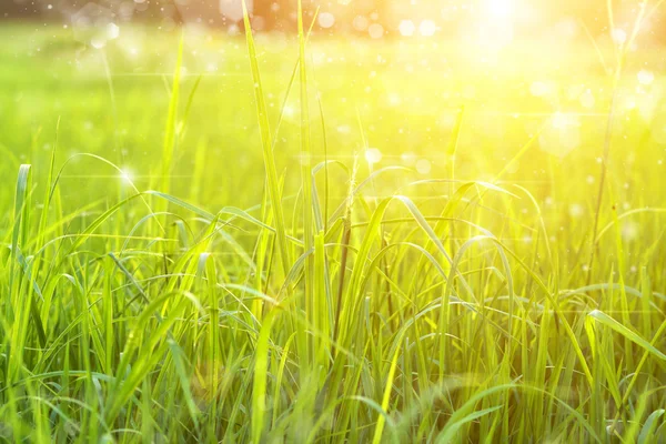 Groen gras en licht. — Stockfoto