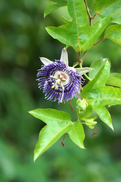 香りのよい紫花名前トケイソウ ハイブリッド （p.alata x p.coe — ストック写真